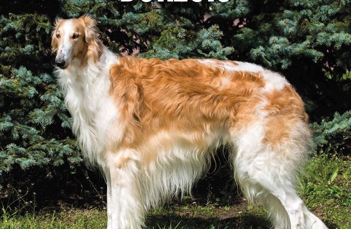 Borzois Calendar 2026