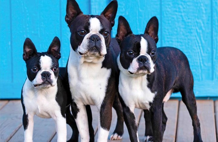 Boston Terriers Calendar 2026