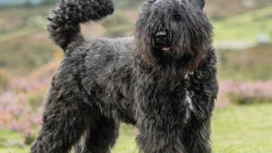 Bouvier Des Flandres Calendar 2026