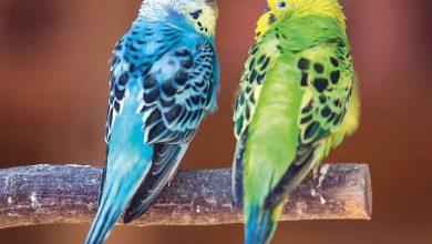 Budgerigars Calendar 2026