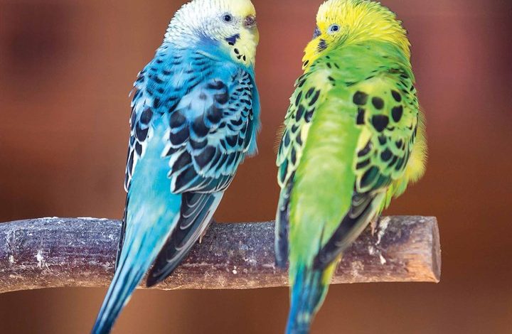 Budgerigars Calendar 2026