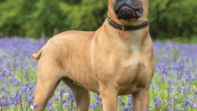 Bull Mastiff Calendar 2026