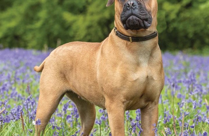 Bull Mastiff Calendar 2026
