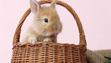 Bunnies Mini Calendar 2026