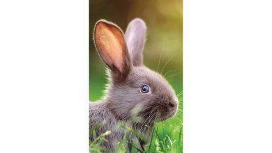 Bunnies Slim Calendar 2026