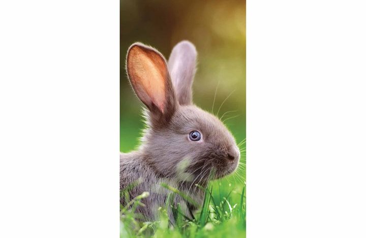 Bunnies Slim Calendar 2026