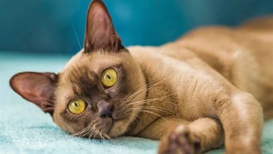 Burmese Cats Calendar 2026