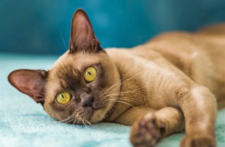 Burmese Cats Calendar 2026