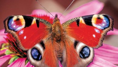 Butterflies Calendar 2026