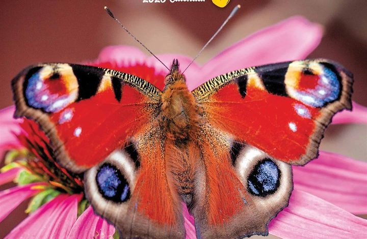 Butterflies Calendar 2026