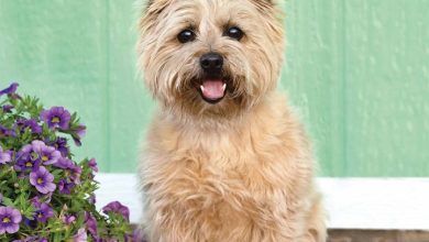 Cairn Terrier Calendar 2026