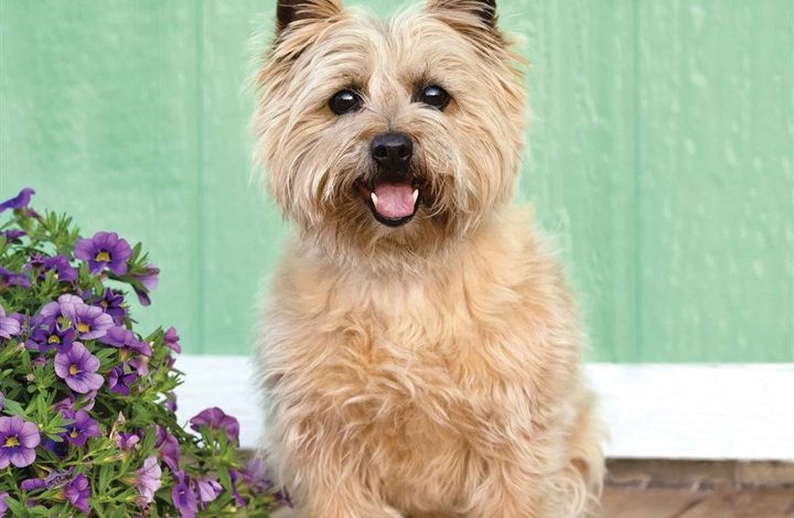 Cairn Terrier Calendar 2026