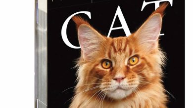 Cat Gallery Desk Calendar 2026