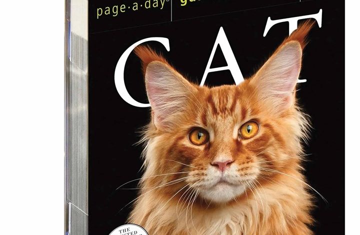 Cat Gallery Desk Calendar 2026