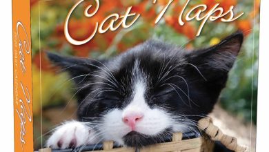 Cat Naps Desk Calendar 2026