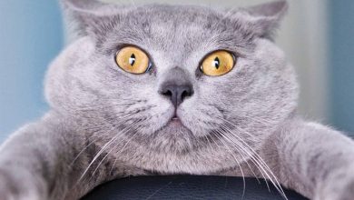 Cat-astrophe Calendar 2026