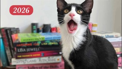 Cats & Books Calendar 2026