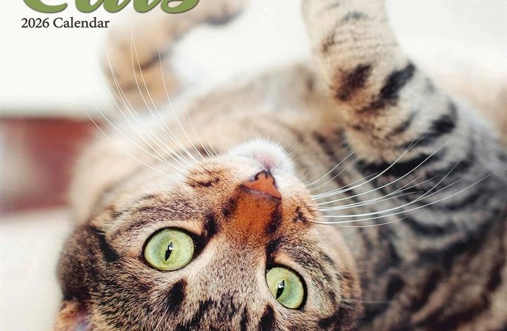 Cats Calendar 2026