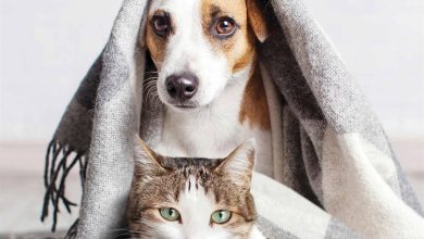 Cats & Dogs Calendar 2026