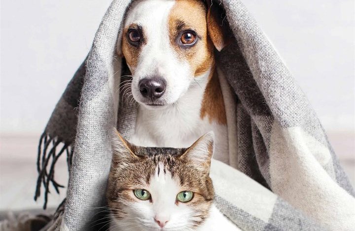 Cats & Dogs Calendar 2026