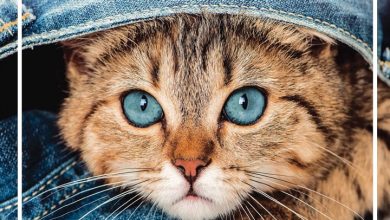 Cats Family Organiser 2026