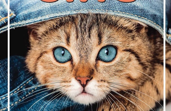 Cats Family Organiser 2026