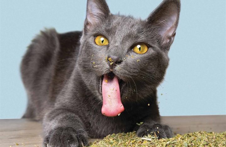 Cats On Catnip Calendar 2026