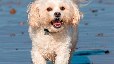 Cavachon Calendar 2026