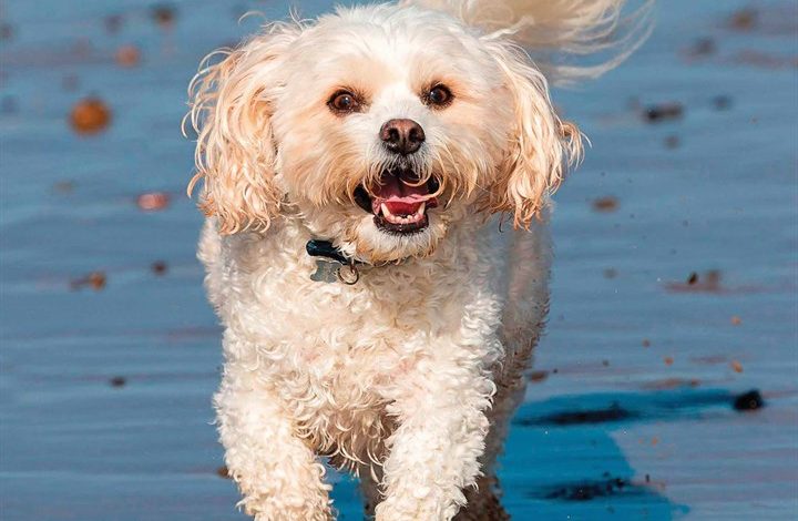 Cavachon Calendar 2026