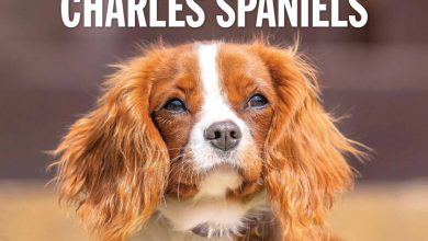 Cavalier King Charles Spaniels Calendar 2026