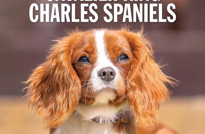 Cavalier King Charles Spaniels Calendar 2026