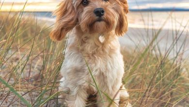Cavapoo Calendar 2026