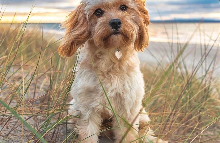 Cavapoo Calendar 2026