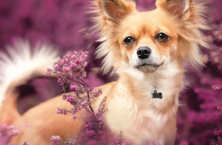 Chihuahua Calendar 2026
