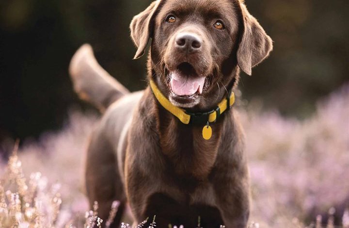 Chocolate Labrador Retriever Calendar 2026