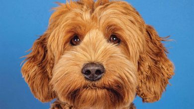 Cockapoo Calendar 2026