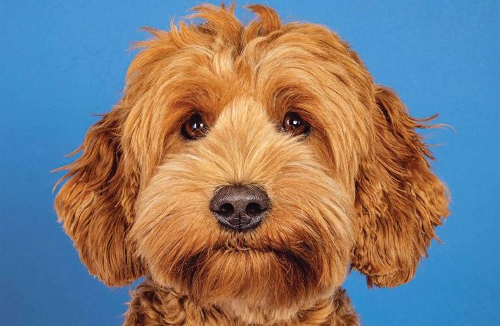 Cockapoo Calendar 2026