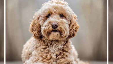 Cockapoo Family Organiser 2026