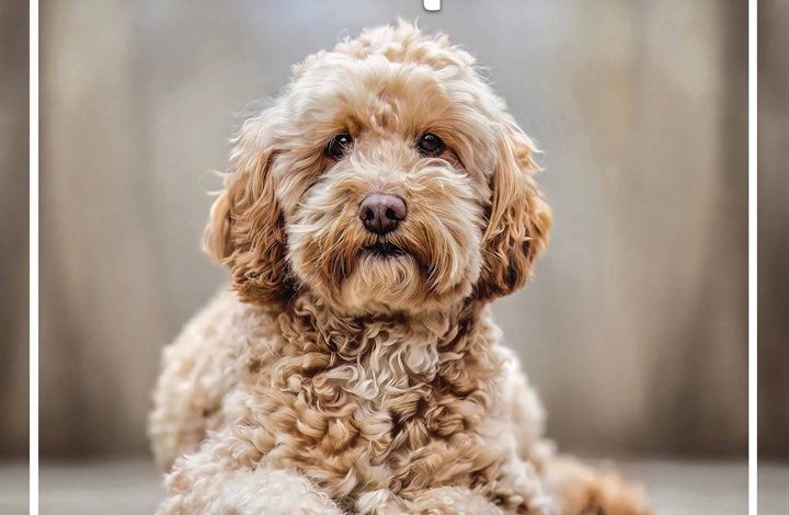 Cockapoo Family Organiser 2026