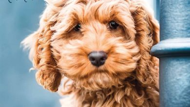 Cockapoo Puppies Calendar 2026