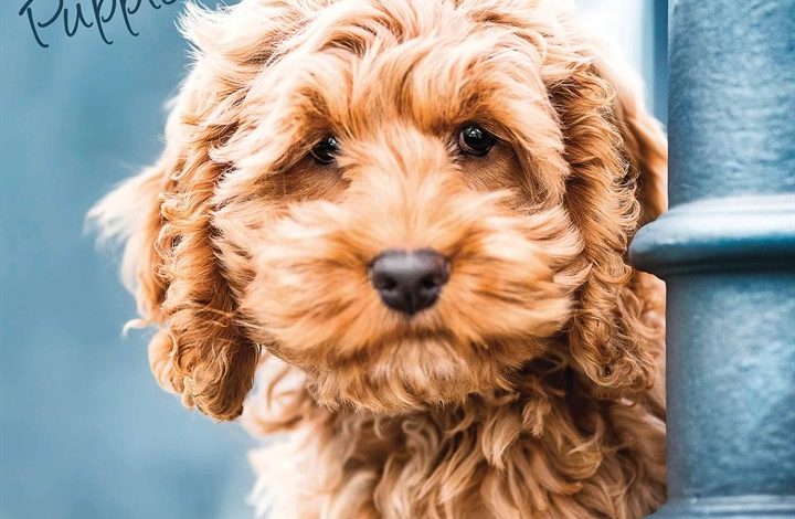 Cockapoo Puppies Calendar 2026
