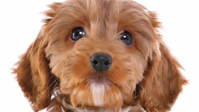 Cockapoo Puppies Mini Calendar 2026