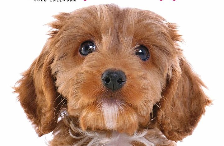 Cockapoo Puppies Mini Calendar 2026