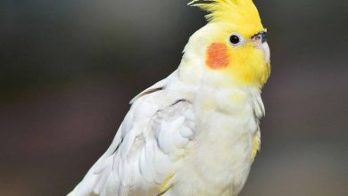 Cockatiels Calendar 2026