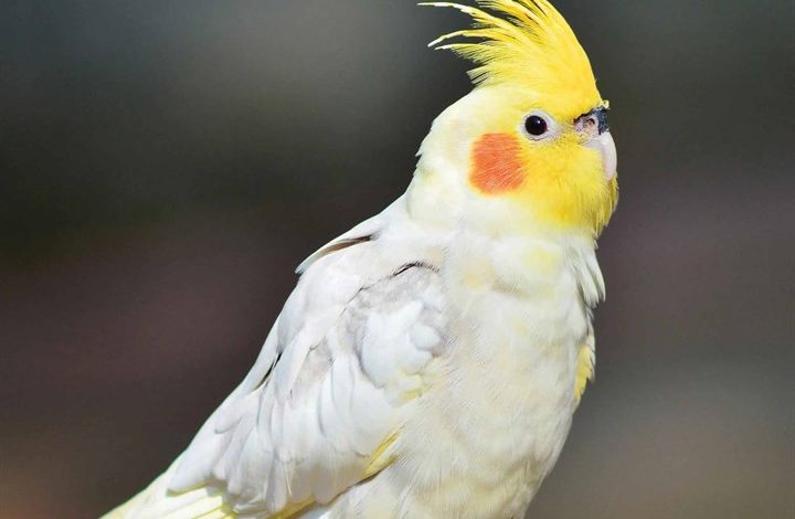 Cockatiels Calendar 2026