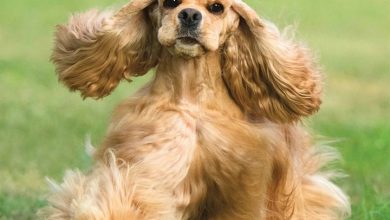 Cocker Spaniels Calendar 2026