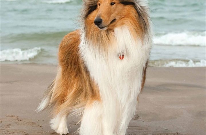 Collie Calendar 2026