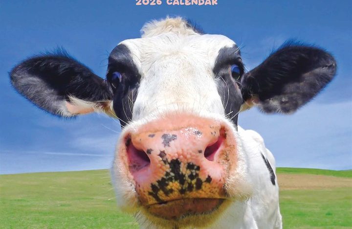 Cows Calendar 2026