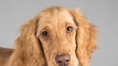 Crossbreeds Calendar 2026