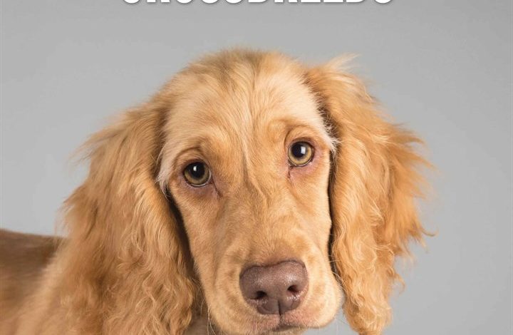 Crossbreeds Calendar 2026